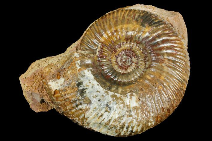Jurassic Ammonite (Parkinsonia) Fossil - Sengenthal, Germany #177610